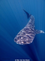 whaleshark by Marc Van Den Broeck 